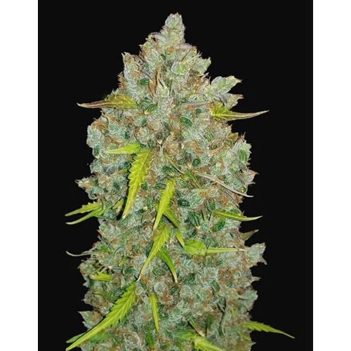 FastBuds Original Auto BubbleGum 3 seeds