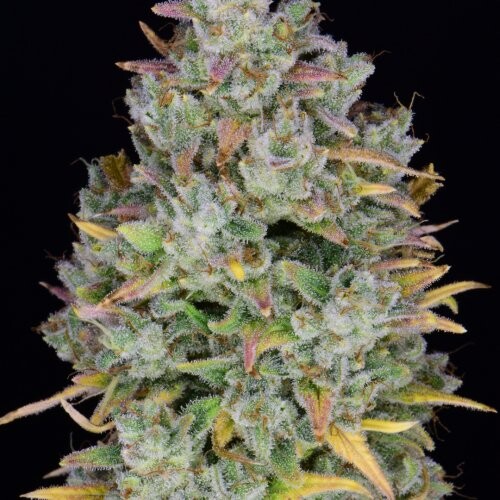 Fast Buds Gelato Auto od 13.- €