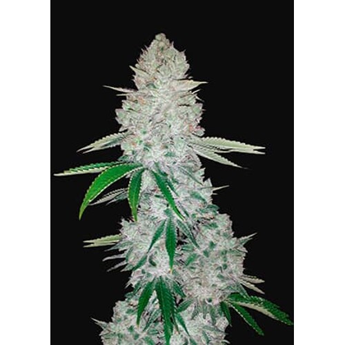 Fast Buds Gorilla Glue Auto (Glue Auto) od 13.- €