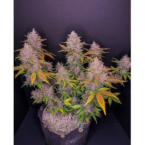 FastBuds LSD-25 Auto from 11.- €