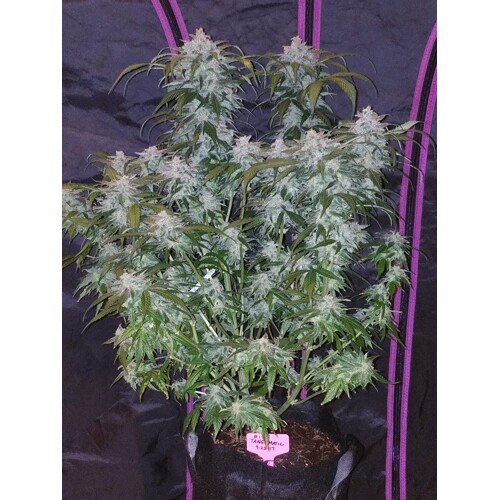 Fast Buds Tangie Auto ab 11.- €