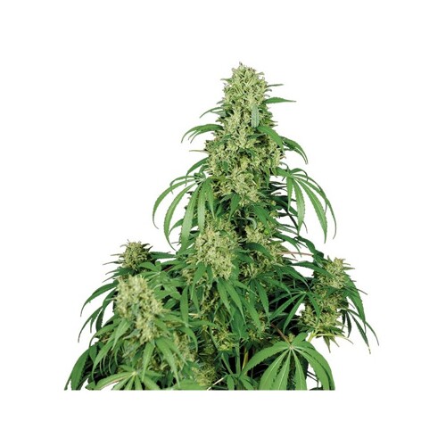 Buddha Seeds Calamity Jane 