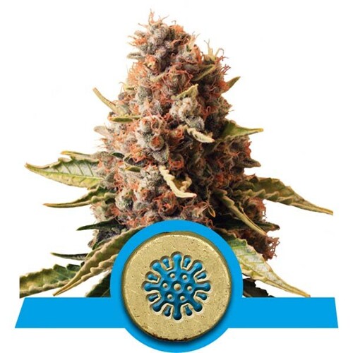 Royal Queen Seeds Euphoria CBD