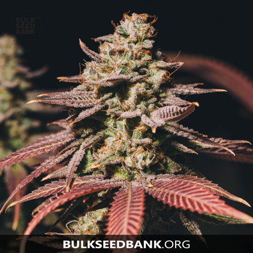 Bulk Seed Bank Auto BUBBLEGUM EXTRA 5 seeds