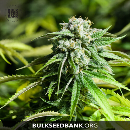 Bulk Seed Bank Auto CRITICAL 5 Seeds