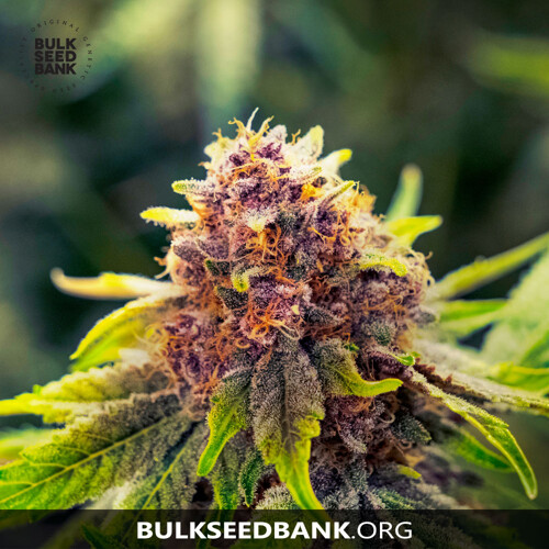 Bulk Seed Bank Auto PURPLE GLAM KUSH 5 seeds