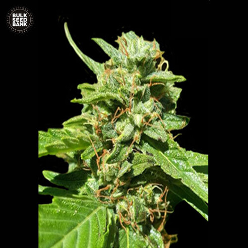 Bulk Seed Bank CBD NEPAL GOLD 5 seeds