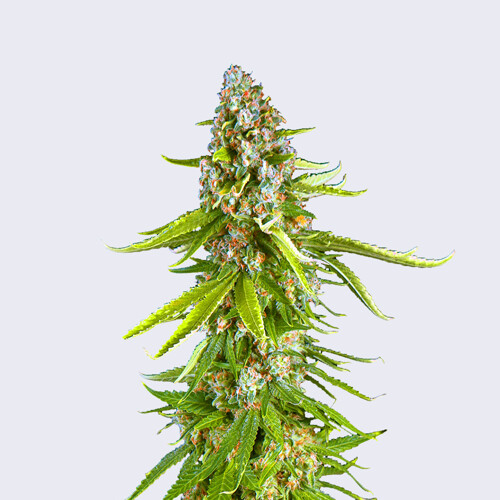 Bulk Seed Bank Grande Crack 5 Seeds