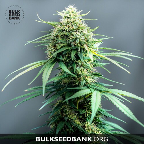 Bulk Seed Bank WHITE WIDOW 5 db