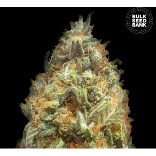 Bulk Seed Bank Auto ORIGINAL ORANGE BUD 5 seeds