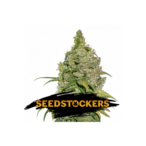 Seedstockers Do Si Dos ab 27,- €