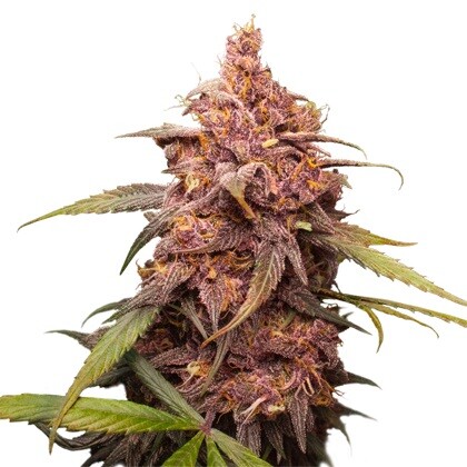 Seedstockers Purple Punch from 32,- €