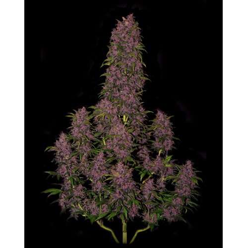 FastBuds Crystal Meth 10 seeds