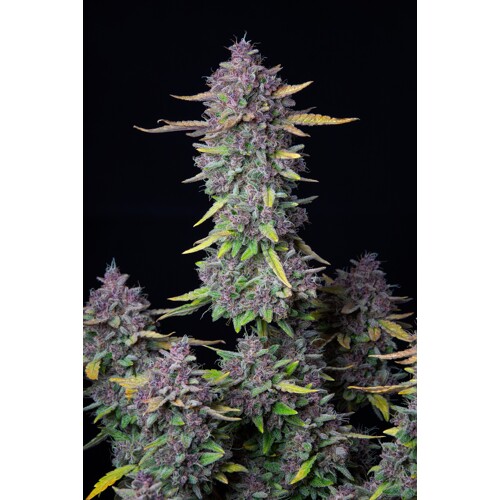 FastBuds Purple Punch 5 Seeds