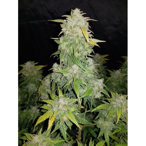 FastBuds Original Auto Amnesia Haze 5 seeds