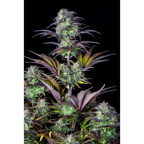 FastBuds Original Auto Blueberry 3 seeds