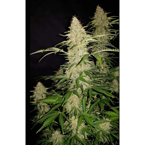 FastBuds Original AutoJack Herer 1 seed