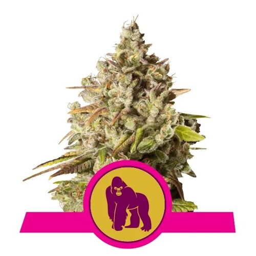 Royal Queen Seeds Royal Gorilla