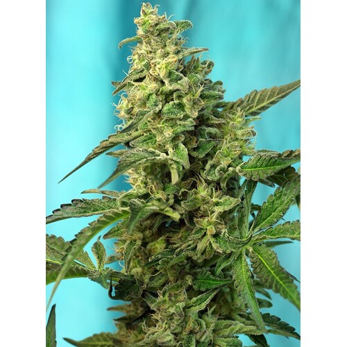 Sweet Seeds Green Poison F1 Fast Version