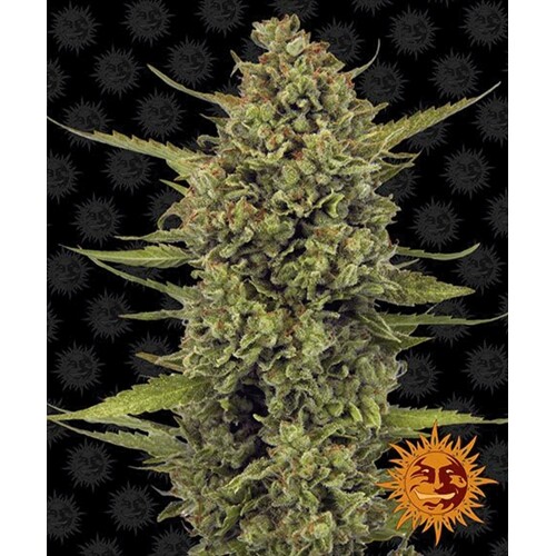 Barney's Farm Acapulco Gold