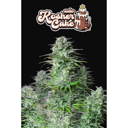 FastBuds Kosher Cake Auto 3 seeds