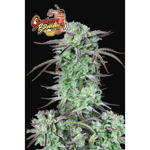 FastBuds Strawberry Banana Auto 3 seeds