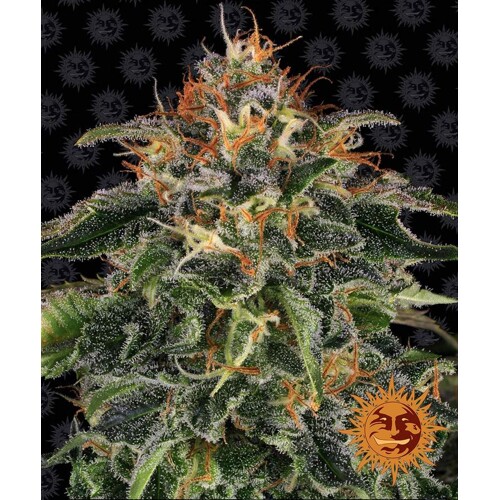 Barney's Farm Moby Dick 