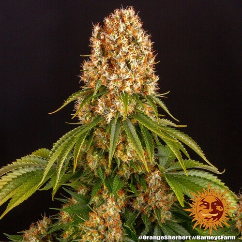 Barney's Farm Orange Sherbert