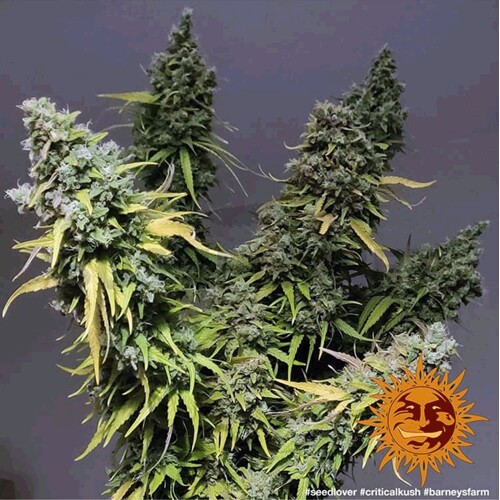 Barney's Farm Peyote Critical