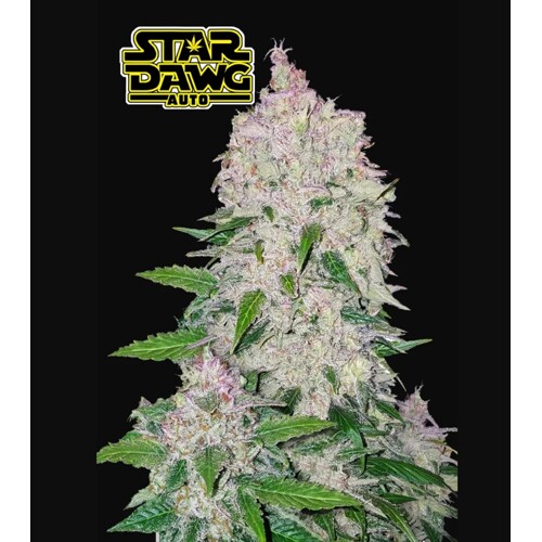 Fast Buds Stardawg 50 db