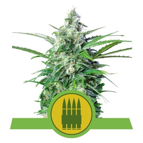 Royal Queen Seeds Royal AK Auto