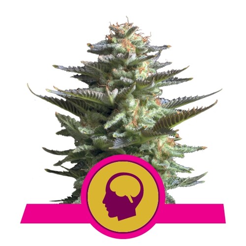 Royal Queen Seeds Amnesia Haze