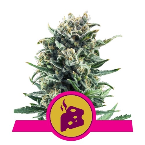 Royal Queen Seeds Blue Cheese