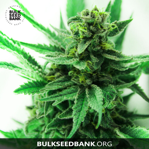 Bulk Seed Bank Green Scout Cookies from 17,5.-€