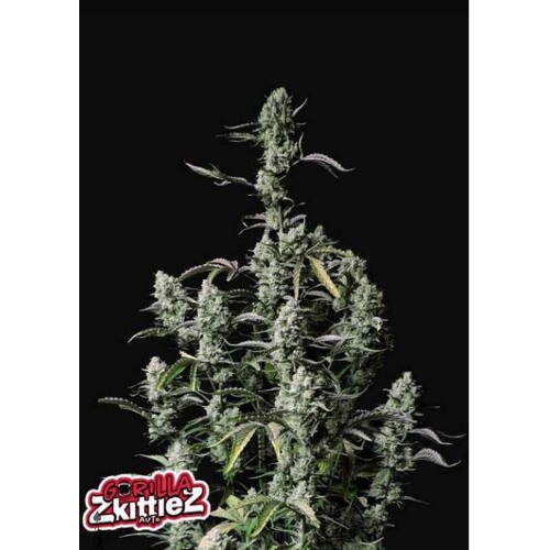 FastBuds Zkittlez Auto from 13,- €