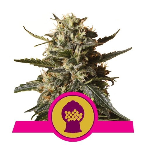 Royal Queen Seeds Bubblegum XL