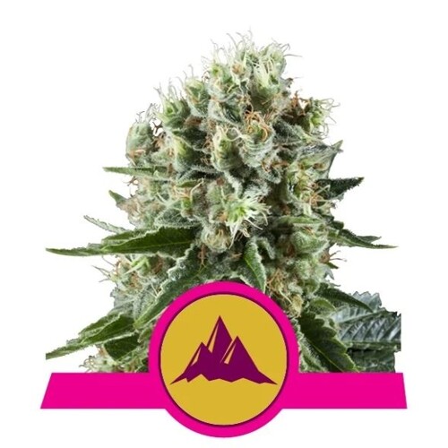 Royal Queen Seeds Critical Kush