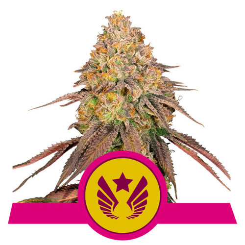 Royal Queen Seeds Legendary OG Punch 