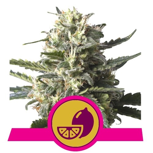 Royal Queen Seeds Lemon Shining Silver Haze