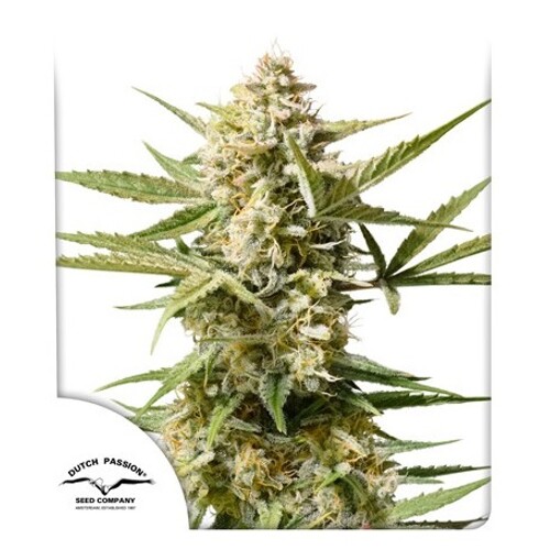 Dutch Passion Seed Company Auto Auto Cinderella Jack od 34,95.-€