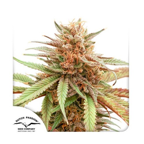 Dutch Passion Seed Company Durban Dew 3 seeds