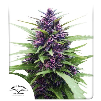 Dutch Passion Seed Company Shaman from 24,95,-€