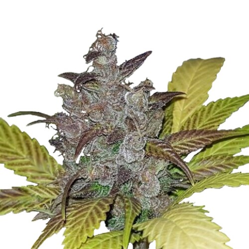 Huba Seed Bank Purple OG 5 seeds