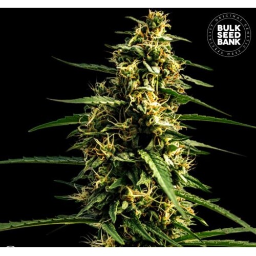 Bulk Seed Bank Auto Mandalime Juice from 17,5.-€