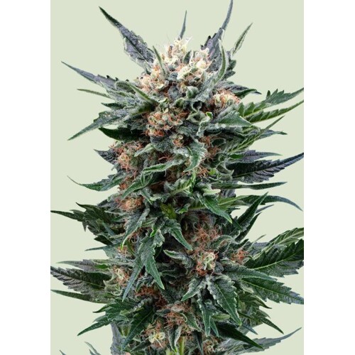 Royal Queen Seeds Royal Gorilla