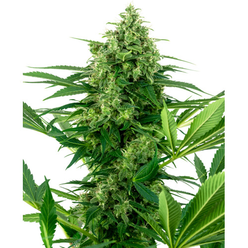 Sensi Seeds Banana Frosting