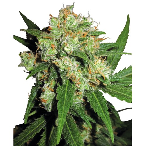 Sensi Seeds Sensi Skunk Feminized