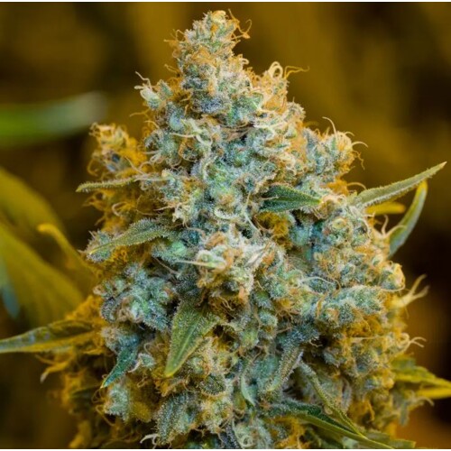 Silent Seeds Critical Jack 5 seeds