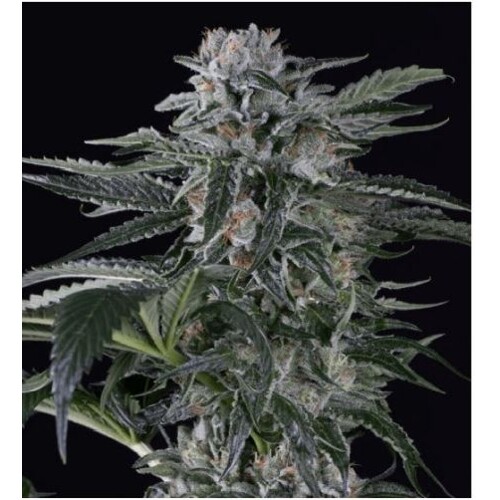 Silent Seeds Moby Dick Auto 3 seeds