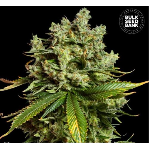 Bulk Seed Bank Auto Mimosa Famosa 100 seeds